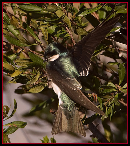 Tree Swallow