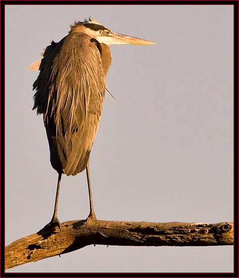 Great Blue Heron