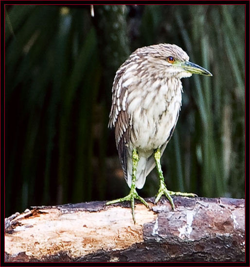 Juvenile Black-crowned Night Heron