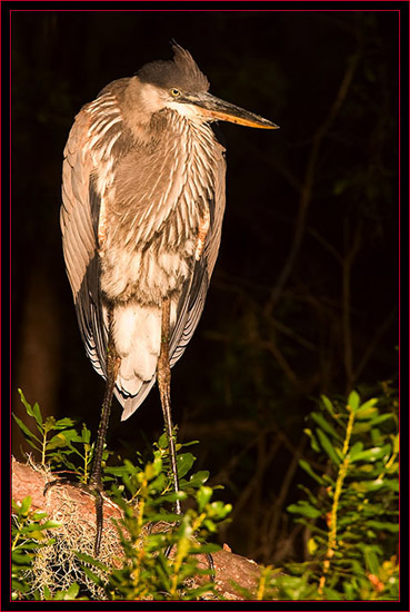 Great Blue Heron