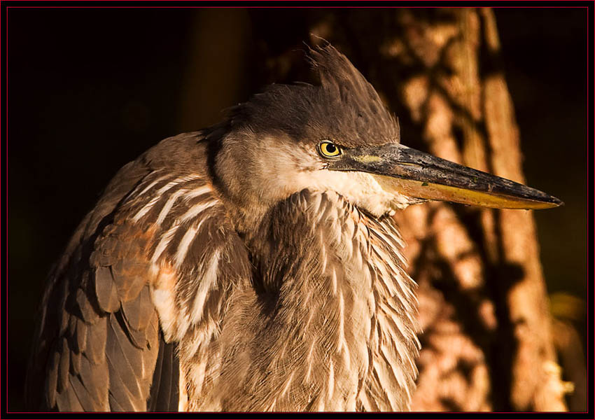 Great Blue Heron Up Close