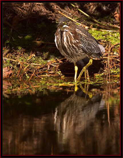 Great Blue Heron