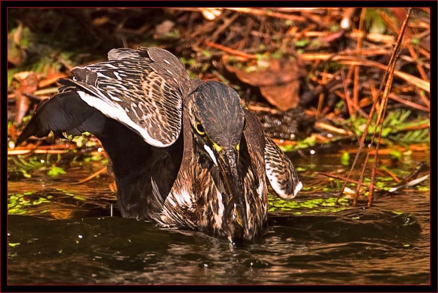 Green Heron