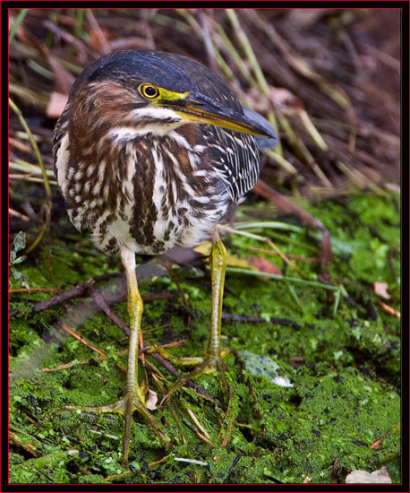 Green Heron