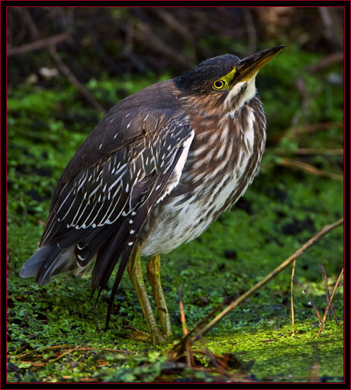 Green Heron