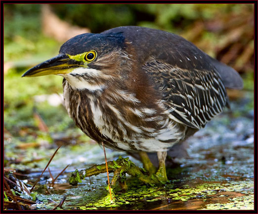 Green Heron in stealth mode