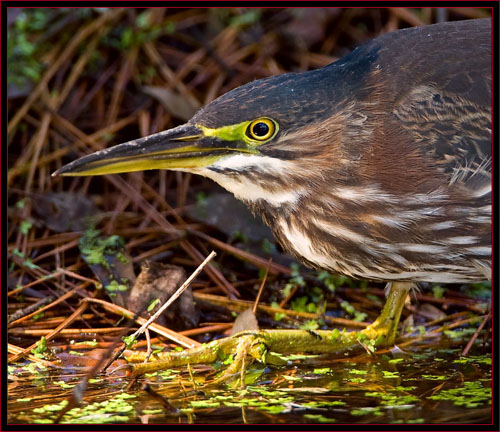 Green Heron in stealth mode