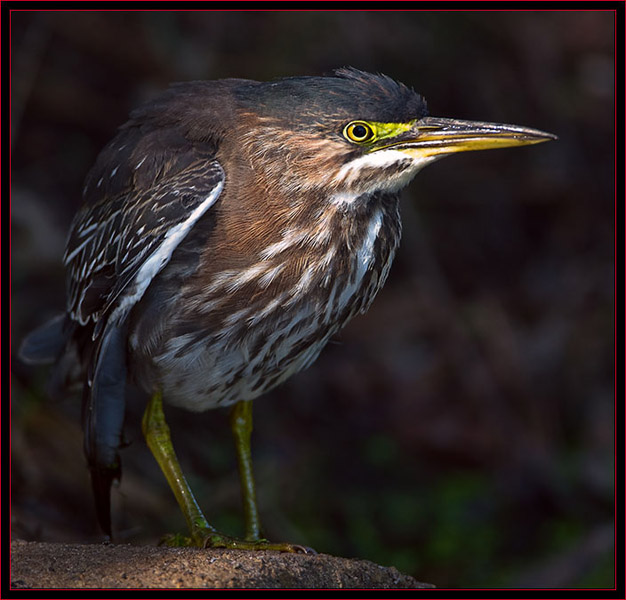 Green Heron