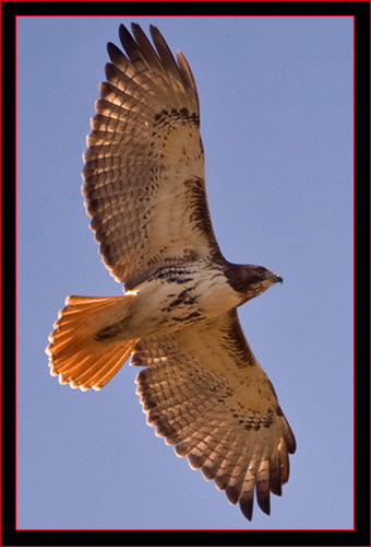 Red-tailed Hawk