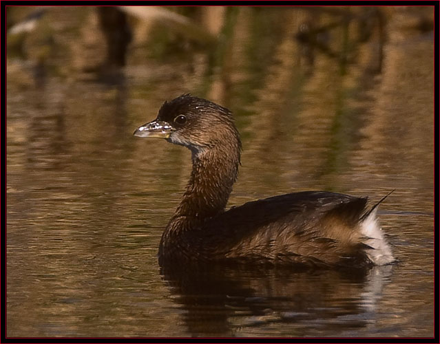 Pied-billed Grebe