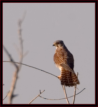 American Kestrel