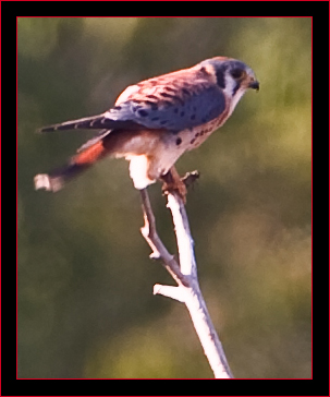 American Kestrel