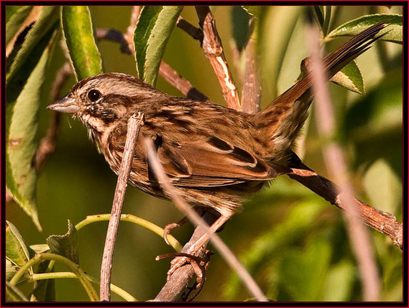 Song Sparrow