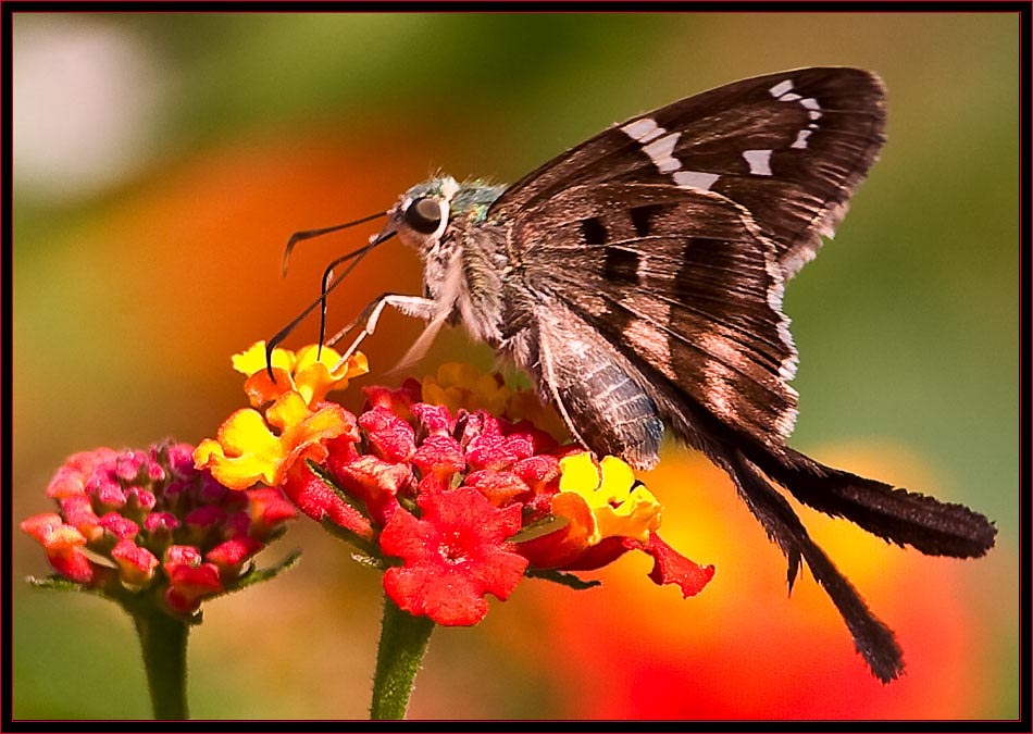 Long-tailed Skipper (Urbanus proteus)