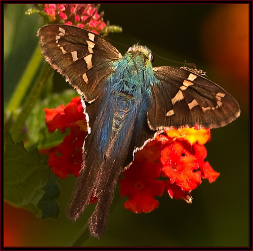 Long-tailed Skipper