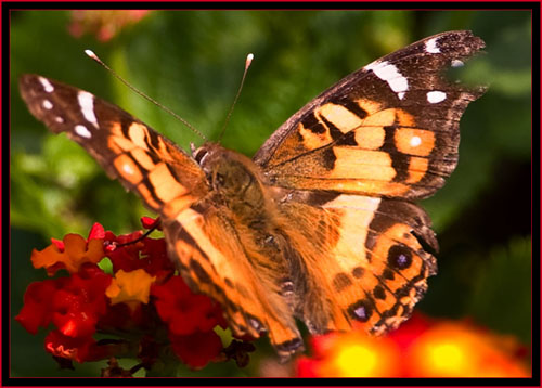 Painted Lady (Vanessa cardui)