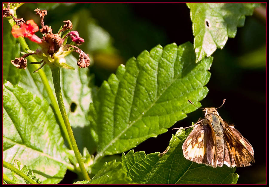 Broad-winged Skipper (Poanes viator)