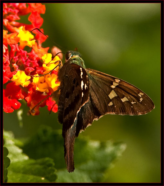 Long-tailed Skipper