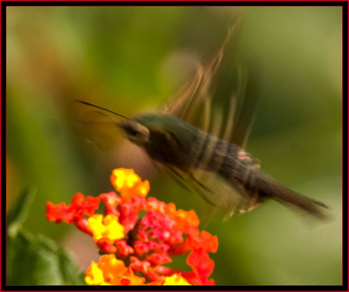 Long-tailed Skipper in flight