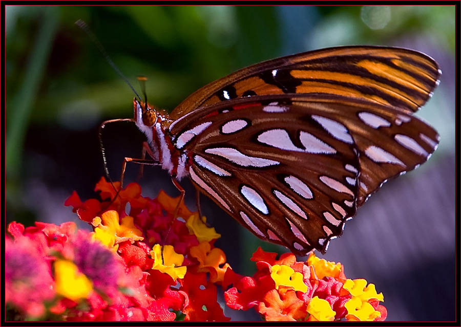 Gulf Fritillary