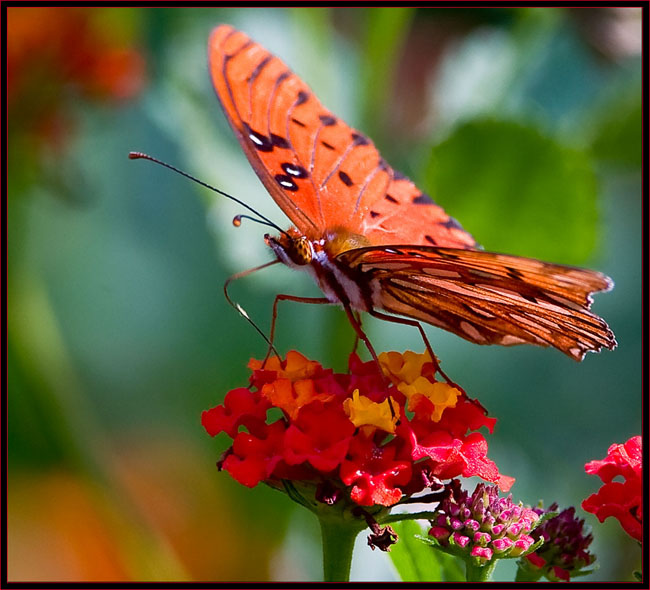 Gulf Fritillary (Agraulis vanillae)