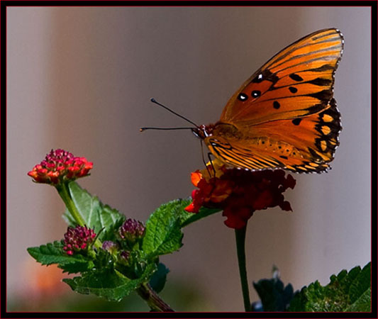 Gulf Fritillary