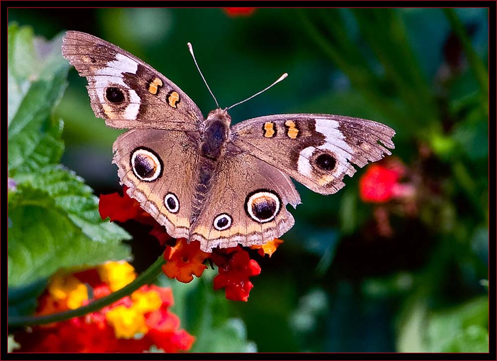 Common Buckeye (Junonia coenia)