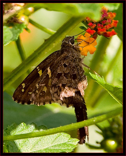 Long-tailed Skipper