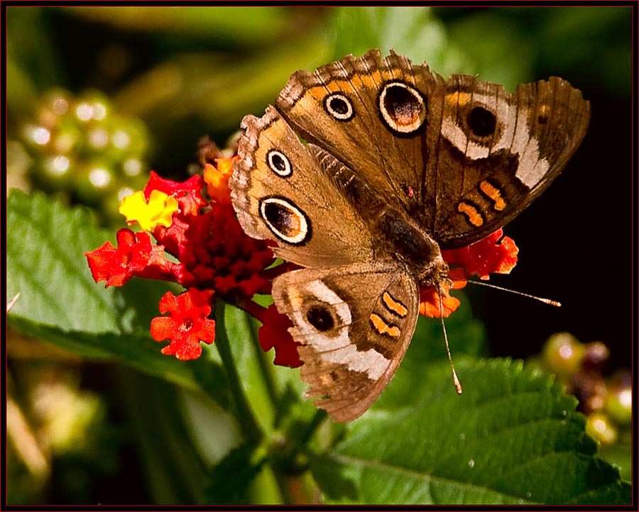 Common Buckeye