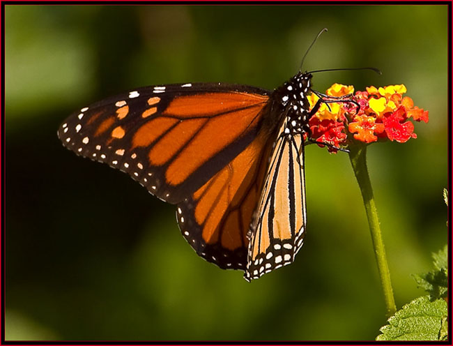 Monarch (Danaus plexippus)