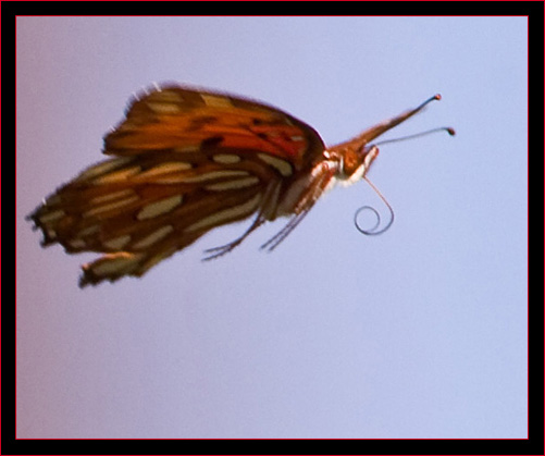 Gulf Fritillary in flight