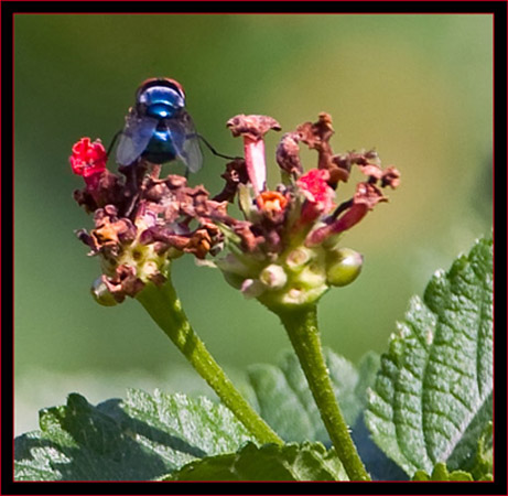 Tybee Fly