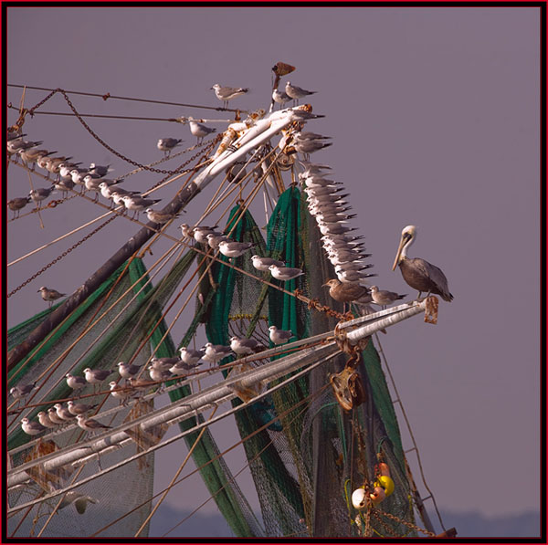 Pelican & gulls hitching a ride