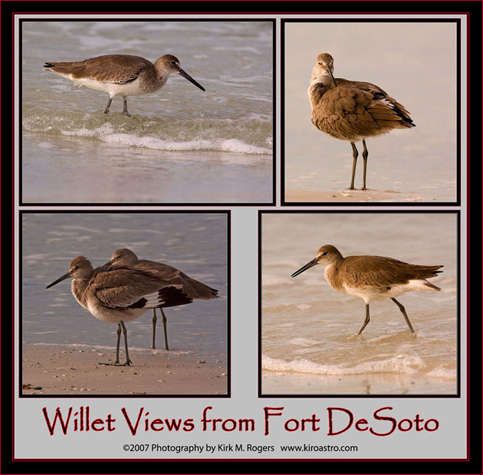 Willet