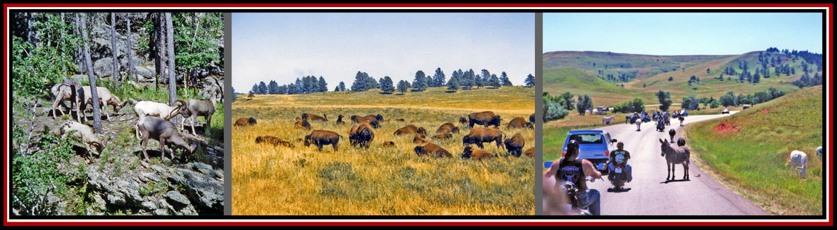 Critters in Custer National Forest-Bighorn Sheep, Bison & Donkeys