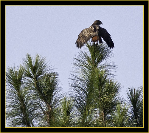 Red-tailed Hawk Sunning at Distance - Harris Neck National Wildlife Refuge