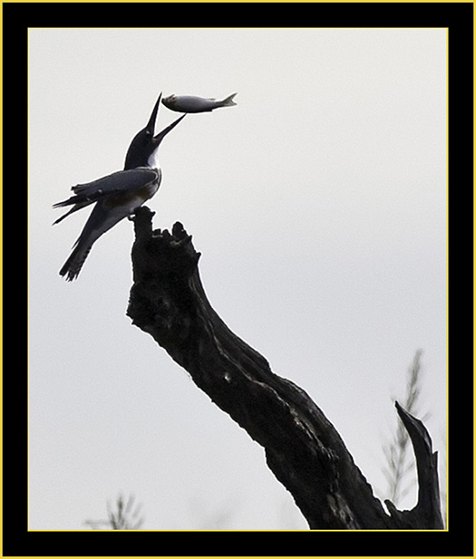 Belted Kingfisher & Catch - Donnelly Wildlife Management Area, South Carolina