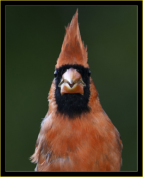 Northern Cardinal - Skidaway Island State Park