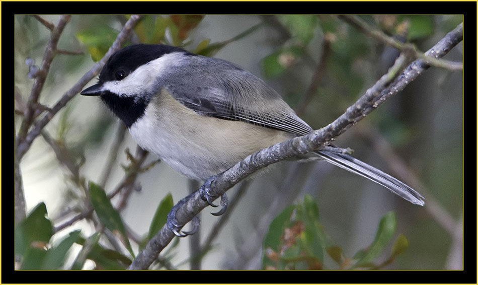 Carolina Chickadee - Skidaway Island State Park