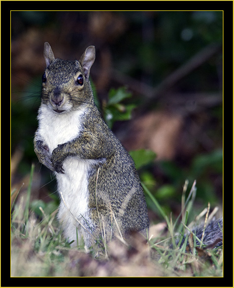 Gray Squirrel - Skidaway Island State Park