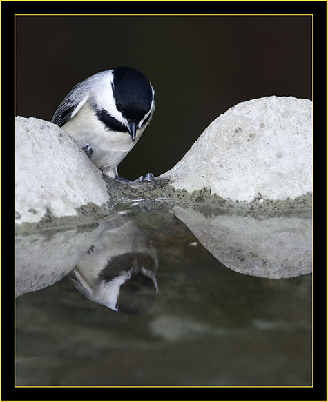 Carolina Chickadee & Reflection - Skidaway Island State Park