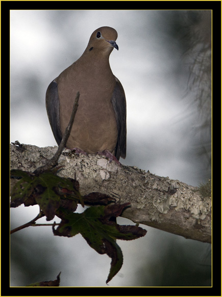 Mourning Dove - Skidaway Island State Park