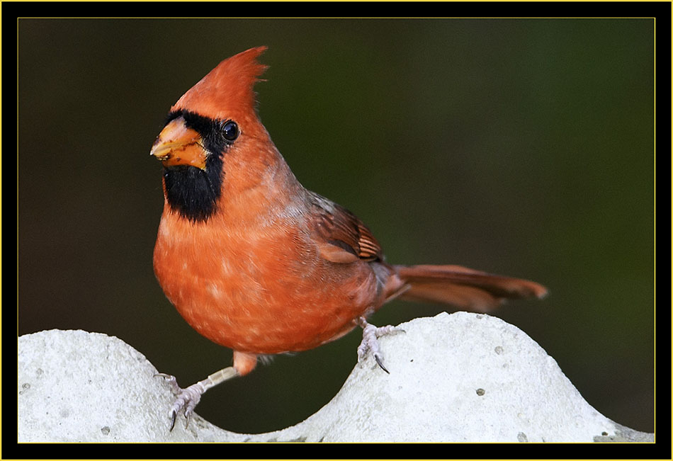 Northern Cardinal - Skidaway Island State Park