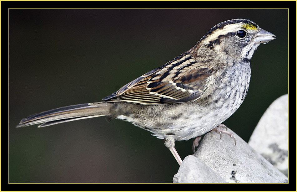 Savannah Sparrow - Skidaway Island State Park