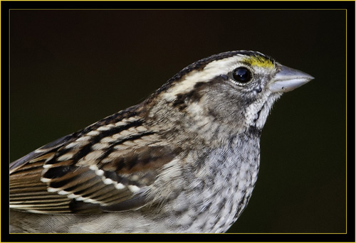 Savannah Sparrow - Skidaway Island State Park