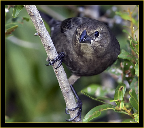 Brown-headed Cowbird Female - Skidaway Island State Park