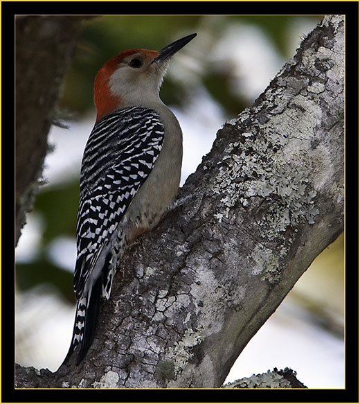 Red-bellied Woodpecker - Skidaway Island State Park