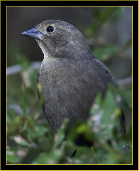 Brown-headed Cowbird Female - Skidaway Island State Park