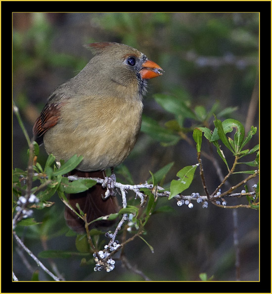 Female Northern Cardinal - Skidaway Island State Park