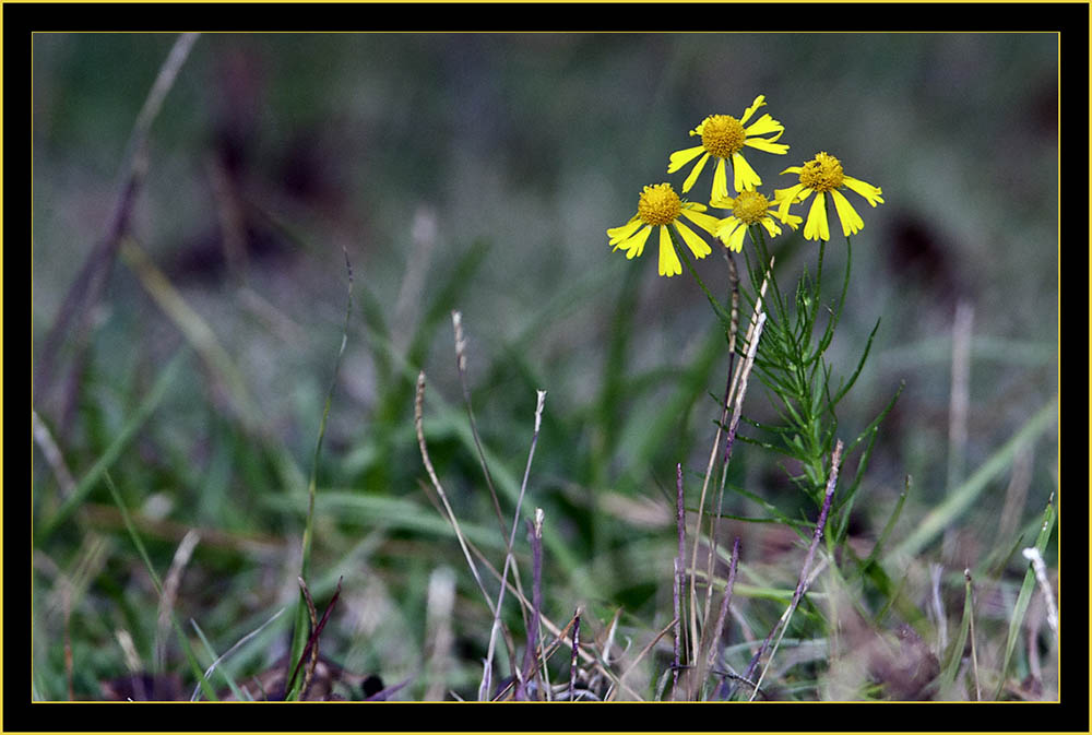 Wildflowers - Skidaway Island State Park